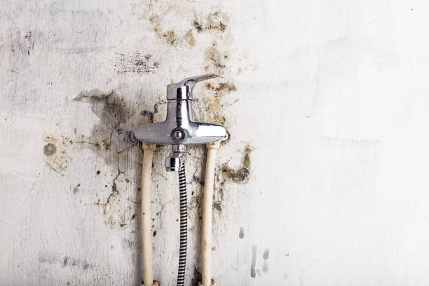 Best Mold Damage Repair  in Footville, WI