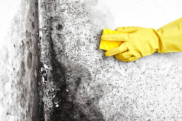 Best Residential Mold Removal  in Footville, WI