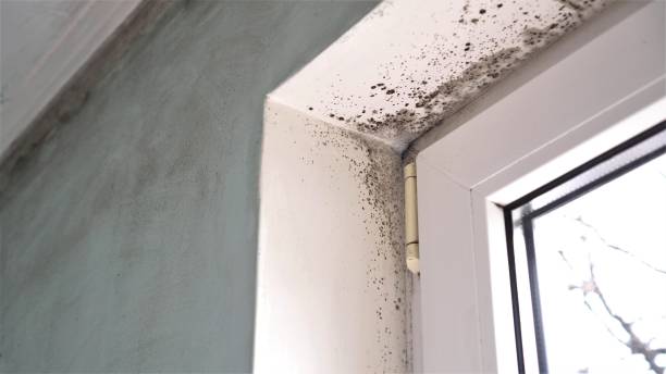 Best Black Mold Removal  in Footville, WI