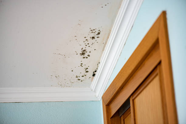 Reliable Footville, WI Mold Removal Solutions