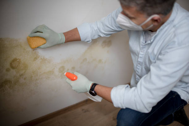Best Affordable Mold Removal  in Footville, WI