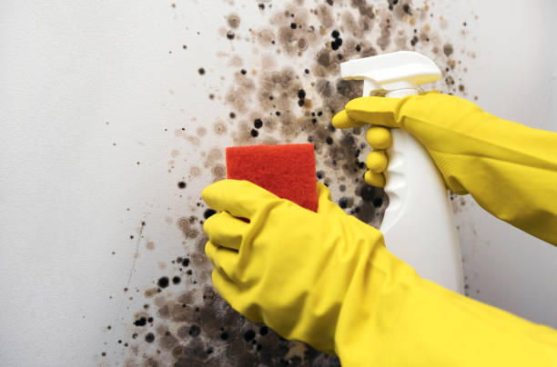 Best Toxic Mold Removal  in Footville, WI