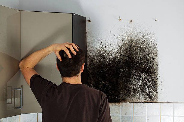 Best Mold Damage Repair  in Footville, WI