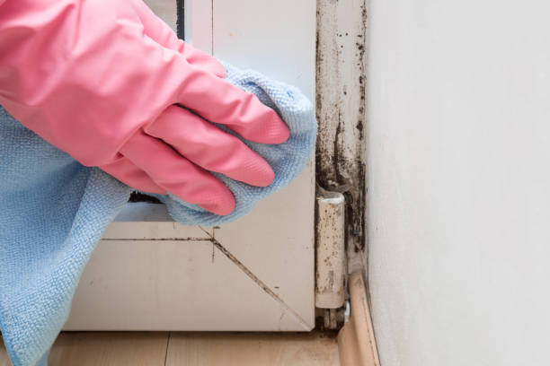 Best Mold Removal Company Near Me  in Footville, WI