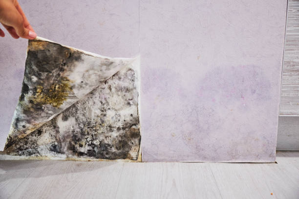 Best Professional Mold Removal  in Footville, WI